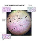 Konspekts 'Nieres histoloģija', 1.