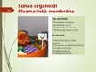 Prezentācija 'Šūnas organoīdi', 11.