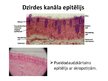 Prezentācija 'Vidusauss un tās saistība ar rīkli no patoloģiskā viedokļa', 7.