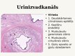 Prezentācija 'Izvadorgānu sistēmas histoloģija', 16.