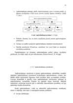 Referāts 'OCTA un KASKO apdrošināšanas tirgus novērtējums', 10.