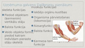 Prezentācija 'Balsts un kustību orgānu sistēma', 5.