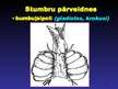 Prezentācija 'Stumbra uzbūve un funkcijas', 32.