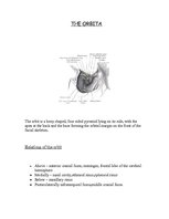 Referāts 'Anatomy of the Eye', 3.