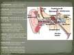 Prezentācija 'Maņu orgānu sistēma', 10.