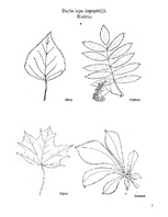 Konspekts 'Nodarbību plāni logopēdijā speciālajām klasēm', 5.