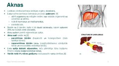 Prezentācija 'Aknu audu inženierija', 2.