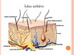 Prezentācija 'Izvadīšanas procesi caur ādu', 4.