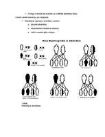 Referāts 'Cilvēka iedzimtās slimības', 3.