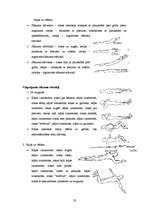 Referāts 'Vingrojumi muguras muskulatūras nostiprināšanai', 23.