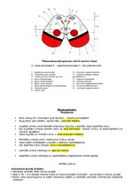 Konspekts 'Anatomija. Smadzenes un centrālā nervu sistēma', 11.