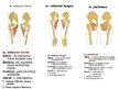 Prezentācija 'Apakšējās ekstremitātes muskuļi', 16.