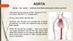 Prezentācija 'Aorta', 3.