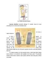 Referāts 'Riteņu ģeometrija', 6.