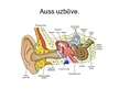 Prezentācija 'Auss uzbūve', 2.