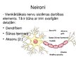 Prezentācija 'Spoguļneironi', 8.