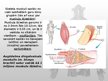 Prezentācija 'Muskuļu fizioloģija', 9.