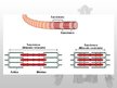 Prezentācija 'Muskuļu fizioloģija', 12.