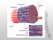 Prezentācija 'Muskuļu fizioloģija', 21.
