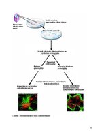 Referāts 'Cilmes šūnas un to aktualitāte mūsdienās', 15.