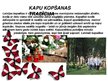 Prezentācija 'Latvijas tradīcijas', 12.