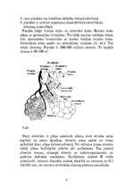 Konspekts 'Elpošanas sistēma', 6.