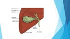 Prezentācija 'Žultspūšļa un aizkuņģa dziedzera uzbūve, funkcijas, to savstarpējā saistība', 3.