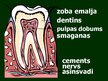 Prezentācija 'Gremošanas orgānu sistēma', 18.