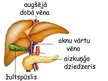 Prezentācija 'Gremošanas orgānu sistēma', 43.