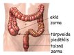 Prezentācija 'Gremošanas orgānu sistēma', 50.