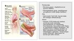 Prezentācija 'Cistiskā fibroze (CF), jeb mukoviscidoze E84', 6.