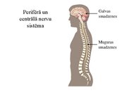 Prezentācija 'Kustību un pozas regulācija', 3.