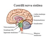 Prezentācija 'Kustību un pozas regulācija', 4.