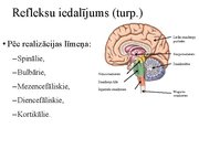 Prezentācija 'Kustību un pozas regulācija', 10.