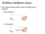 Prezentācija 'Kustību un pozas regulācija', 11.