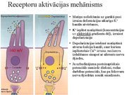 Prezentācija 'Kustību un pozas regulācija', 28.