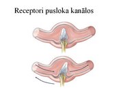 Prezentācija 'Kustību un pozas regulācija', 29.