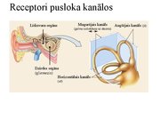 Prezentācija 'Kustību un pozas regulācija', 30.