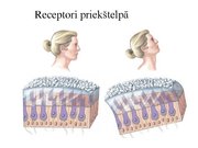 Prezentācija 'Kustību un pozas regulācija', 32.