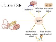 Prezentācija 'Kustību un pozas regulācija', 34.