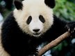 Prezentācija 'Giant Panda', 4.