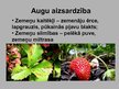 Prezentācija 'Zemeņu audzēšana', 7.