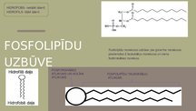 Prezentācija 'Lipīdi', 3.