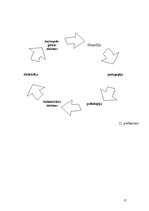 Referāts 'Kontrreformācijas būtība un ieguldījums pedagoģijas attīstībā', 17.