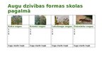 Prezentācija 'Pētījuma apraksts Dabaszinības 5. klase Cilvēku veidotas ekosistēmas - Pagalms', 5.