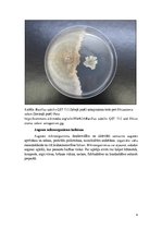 Referāts 'Augsnes baktērija - siena nūjiņa Bacillus subtilis', 4.