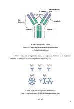 Konspekts 'Imūnglobulīni', 7.