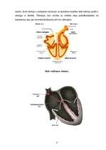 Konspekts 'Sirds darbība un asinsrites fizioloģija', 6.