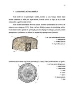 Diplomdarbs 'Koksnes ķīmiskā pretuguns aizsardzība un izmaksu analīze', 7.
