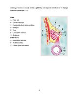 Referāts 'Mastektomija', 4.